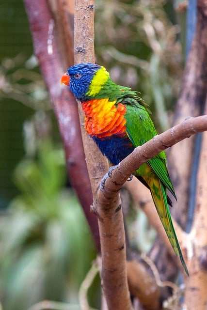 Free download lorikeet rainbow lorikeet parrot free picture to be edited with GIMP free online image editor