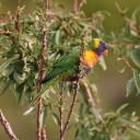 LORIKEET Theme  screen for extension Chrome web store in OffiDocs Chromium