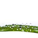 Lots of water drops on green reed  screen for extension Chrome web store in OffiDocs Chromium