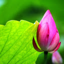 Lotus and Dawn  screen for extension Chrome web store in OffiDocs Chromium