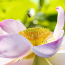 Lotus and small dais  screen for extension Chrome web store in OffiDocs Chromium