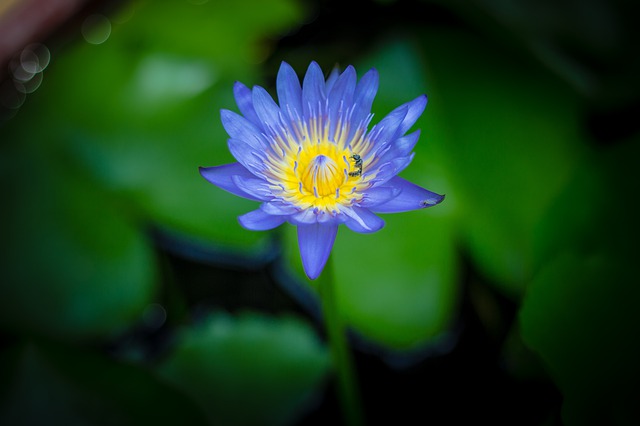 Free download lotus aquatic plants flower bo free picture to be edited with GIMP free online image editor