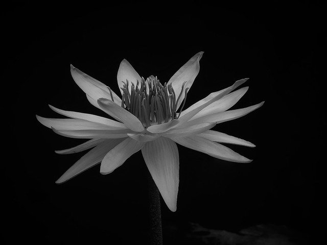 Free picture Lotus Art Monochrome -  to be edited by GIMP free image editor by OffiDocs