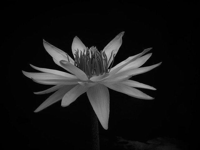 무료 다운로드 Lotus Art Monochrome - 무료 사진 또는 GIMP 온라인 이미지 편집기로 편집할 사진