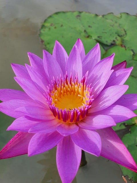 Free download lotus bloom pond pink free to use free picture to be edited with GIMP free online image editor