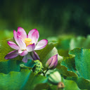 Lotus blooms  screen for extension Chrome web store in OffiDocs Chromium