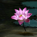 Lotus blooms in the middle of the lagoon  screen for extension Chrome web store in OffiDocs Chromium