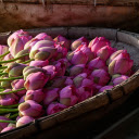 Lotus boat  screen for extension Chrome web store in OffiDocs Chromium