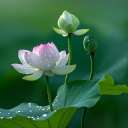 Lotus Buds and Calyx  screen for extension Chrome web store in OffiDocs Chromium