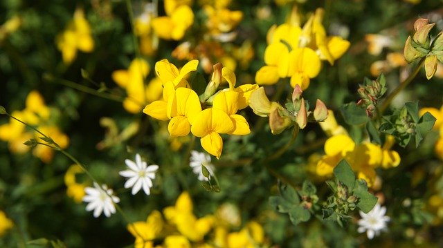 Descărcare gratuită Lotus Corniculatus Wildflowers - fotografie sau imagini gratuite pentru a fi editate cu editorul de imagini online GIMP