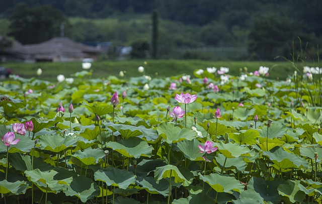 Free download lotuses flowers lotus flowers free picture to be edited with GIMP free online image editor