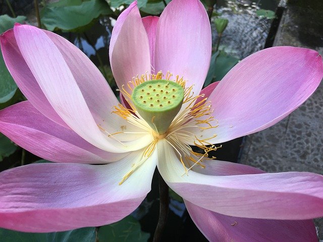 Free download Lotus Flower Bloom -  free photo or picture to be edited with GIMP online image editor