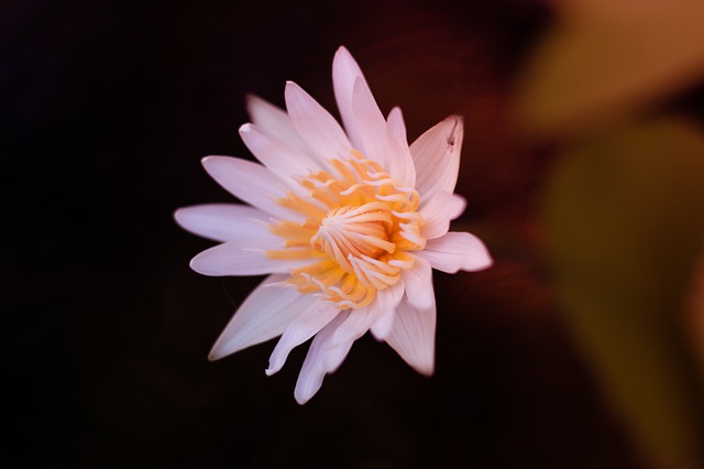 Free graphic lotus flower bloom flower bo to be edited by GIMP free image editor by OffiDocs