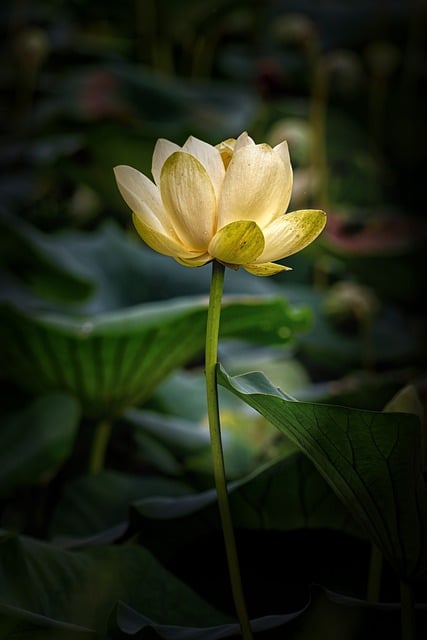 Free download lotus flower botany bloom blossom free picture to be edited with GIMP free online image editor