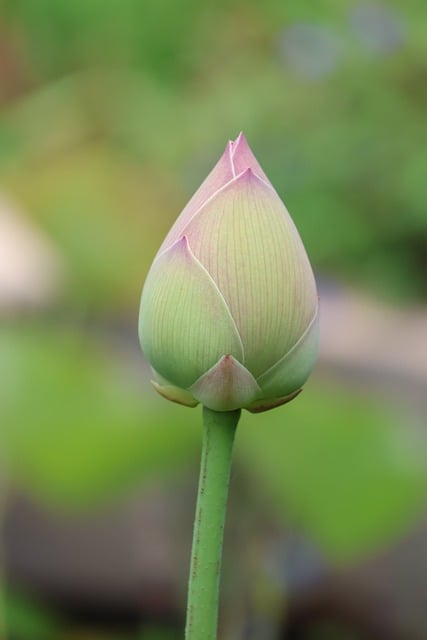 Free download lotus flower bud bloom blossom free picture to be edited with GIMP free online image editor