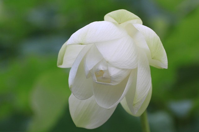 Free download lotus flower buddhism prayer free picture to be edited with GIMP free online image editor