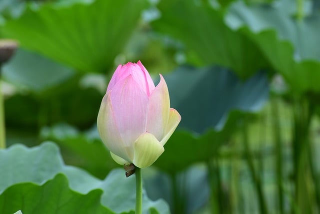 Free download lotus flower bud lotus flower pond free picture to be edited with GIMP free online image editor