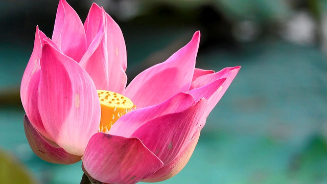 Free download lotus flower flower lotus free picture to be edited with GIMP free online image editor