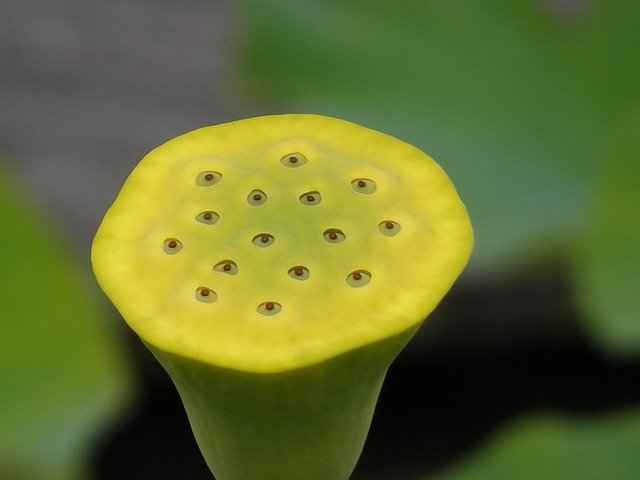 Téléchargement gratuit de Fruit de Fleur de Lotus - photo ou image gratuite à modifier avec l'éditeur d'images en ligne GIMP