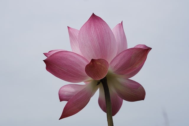 Free download lotus flower lotus sky space pink free picture to be edited with GIMP free online image editor