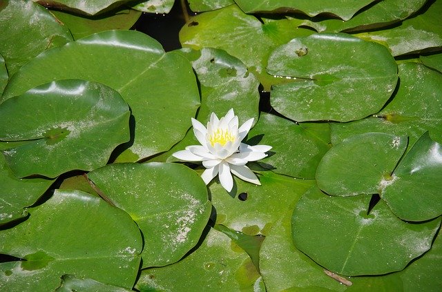 Безкоштовно завантажте Lotus Flower Natural - безкоштовне фото або зображення для редагування в онлайн-редакторі зображень GIMP