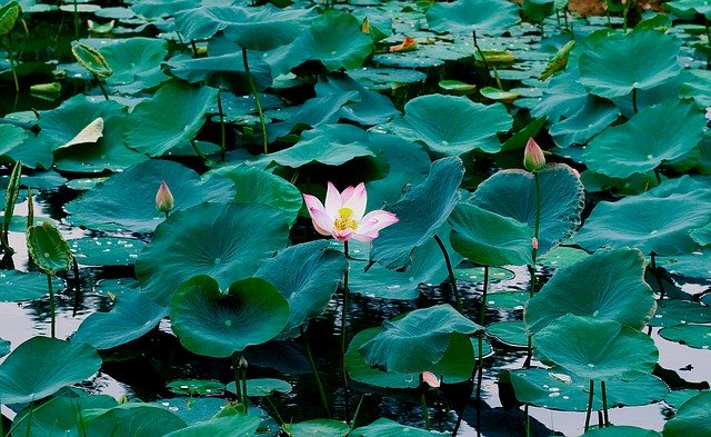 Unduh gratis Lotus Flower Nature - foto atau gambar gratis untuk diedit dengan editor gambar online GIMP