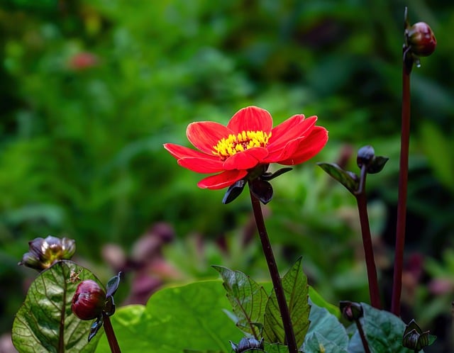 Free download lotus flower nature flower blossom free picture to be edited with GIMP free online image editor