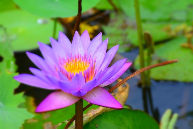 Free download lotus flower nature lotus flower free picture to be edited with GIMP free online image editor