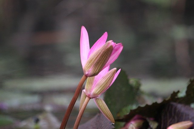 Free download lotus flower nature plant ha noi free picture to be edited with GIMP free online image editor