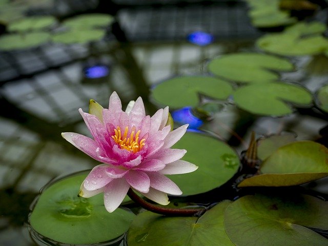 Descarga gratuita Lotus Flower Petals: foto o imagen gratuita para editar con el editor de imágenes en línea GIMP