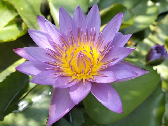Free download lotus flower petals pond flora free picture to be edited with GIMP free online image editor