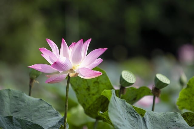 Free download lotus flower petals seed head free picture to be edited with GIMP free online image editor