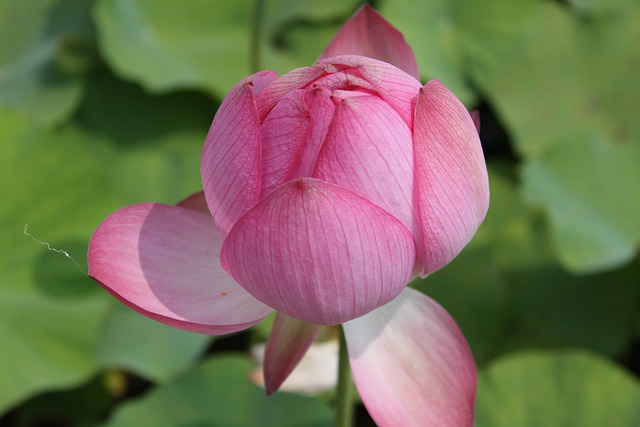 Free download lotus flower pink flower free picture to be edited with GIMP free online image editor