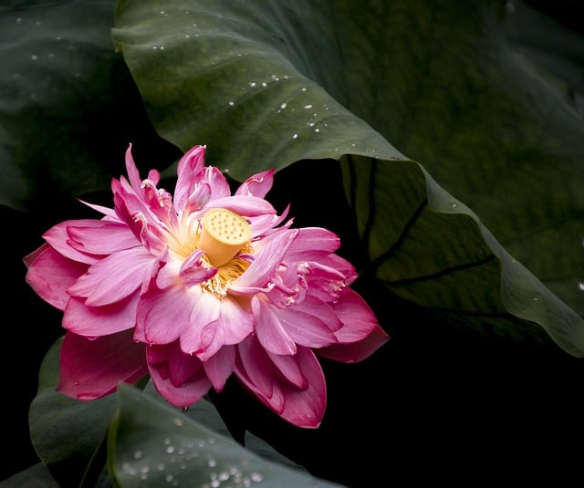 Free download lotus flower pink lotus pink flower free picture to be edited with GIMP free online image editor