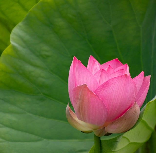 Free download lotus flower plant bloom flora free picture to be edited with GIMP free online image editor