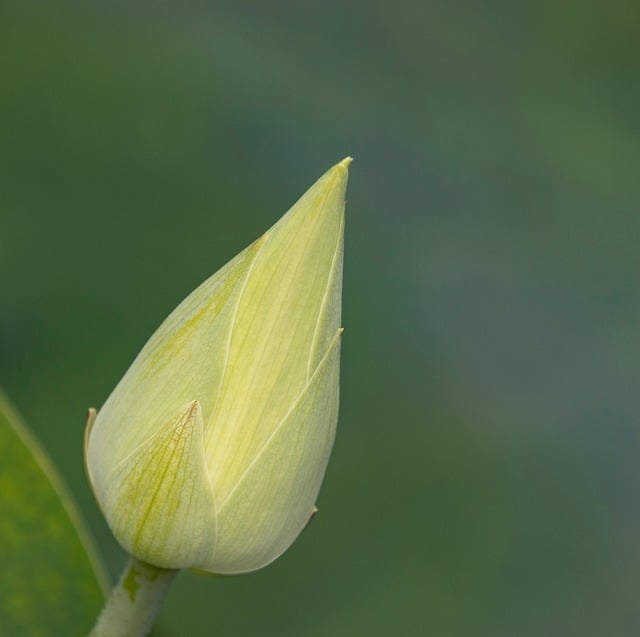 Free download lotus flower plant green petals free picture to be edited with GIMP free online image editor