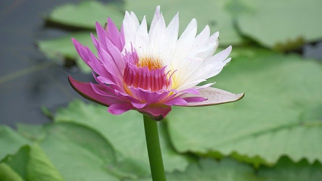 Free download lotus flower plant petals bloom free picture to be edited with GIMP free online image editor