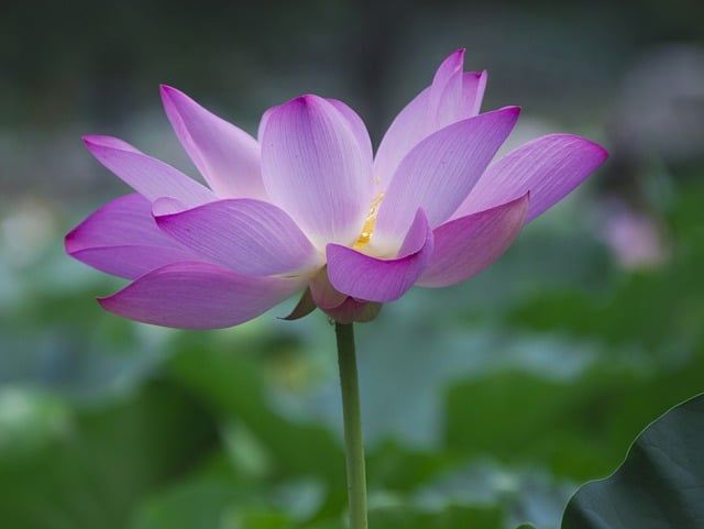 Free download lotus flower plant pink flower free picture to be edited with GIMP free online image editor