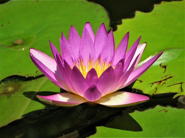 Free download Lotus Flower Pond -  free photo or picture to be edited with GIMP online image editor