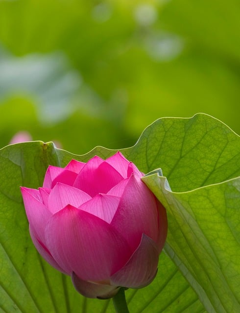 Free download lotus flower pond plant bloom free picture to be edited with GIMP free online image editor