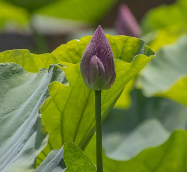 Free download lotus flower pond plant flora free picture to be edited with GIMP free online image editor