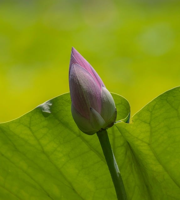 Free download lotus flower pond plant petals free picture to be edited with GIMP free online image editor