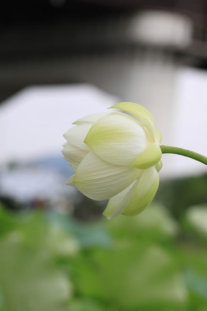 Free download lotus flower pond pure chaste free picture to be edited with GIMP free online image editor