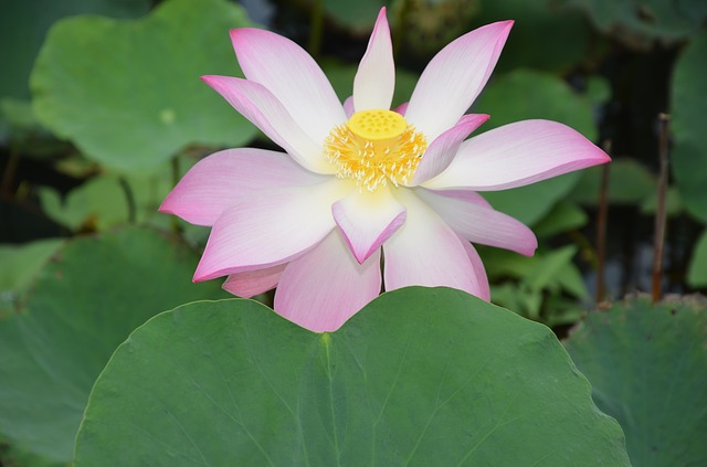 Free download lotus flower pretty leaf drop lo free picture to be edited with GIMP free online image editor
