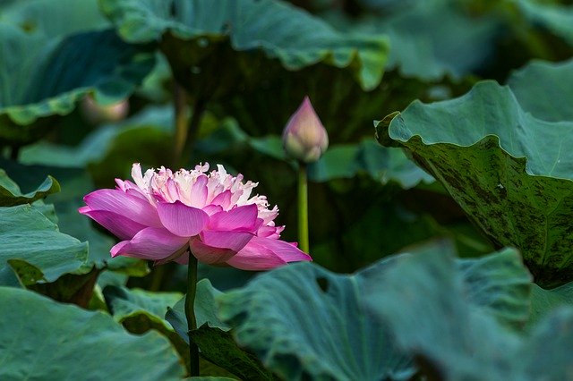 הורדה חינם של פרחי לוטוס יפהפיים - תמונה או תמונה בחינם לעריכה עם עורך התמונות המקוון GIMP