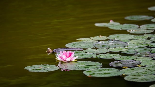 Free download lotus flowers blade aquatic plant free picture to be edited with GIMP free online image editor
