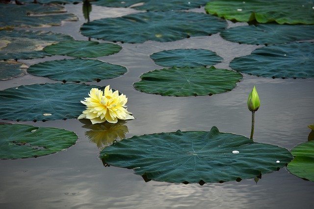 Скачать бесплатно Lotus Flowers Blooming Water - бесплатную фотографию или картинку для редактирования с помощью онлайн-редактора GIMP