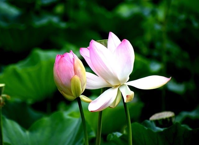 Free download lotus flowers lotus flower nature free picture to be edited with GIMP free online image editor