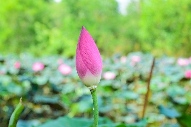 Free picture Lotus Flowers Nature -  to be edited by GIMP free image editor by OffiDocs