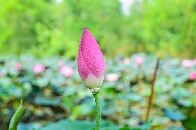 Free download Lotus Flowers Nature -  free photo or picture to be edited with GIMP online image editor